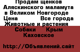 Продам щенков Аляскинского маламута в Великом Новгороде › Цена ­ 5 000 - Все города Животные и растения » Собаки   . Крым,Каховское